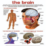 The Brain Chart